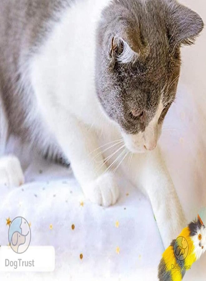 Pet Believe لعبة فأر من بيت بيليف - قطعتان من ألعاب القطط القطيفة على شكل فأر، واقعية ولطيفة، محشوة بحشوة البوليستر للقطط - Image 5